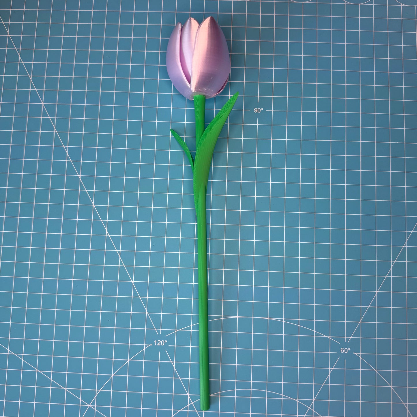 Tulpen Blumen