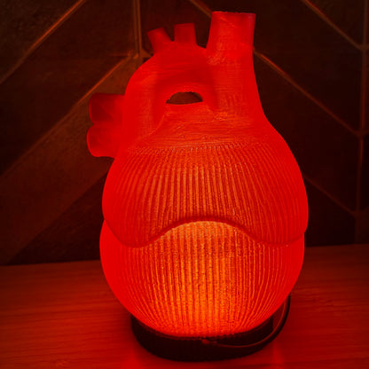 3D-gedruckte Anatomische Herz-Lampe – Rot